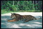Тигр отдыхает на белом песке у реки