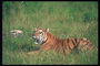Тигр на зеленом покрывале травы