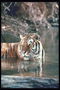 Тигр в прохладной воде