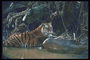 Тигр на берегу реки возле корней кустов и камня