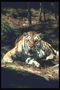 Светло-коричневый тигр в тени деревьев