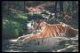 Полосатый тигр на камне у горного ручья