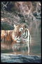Отражение головы тигра в воде