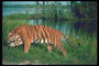 Тигр среди зелени трав на фоне реки с прозрачной голубоватой водой