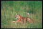 Тигр среди зеленой травы и сухих веток деревьев