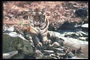 Полосатая кошка на камнях у воды