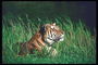 Тигр греется под теплыми лучами солнца