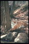 Тигр под деревом у воды