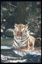 Тигр у водопада горной реки
