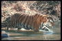Погружение в воду тигра