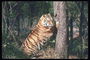 Тигр точит свои коготки о кору дерева