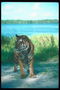 Короткие и силные лапы тигра