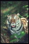 Рисунки с черных полосок на теле тигра