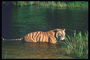 Тигр в воде на берегу реки