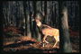 Светло-коричневого цвета олень с большими рогами