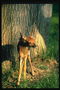 Малыш оленя возле ствола дерева