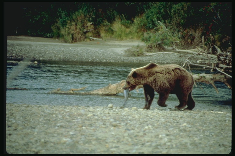 Медведь с рыбой на берегу горной реки