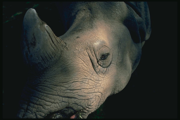 Голова носорога. Маленькие глаза