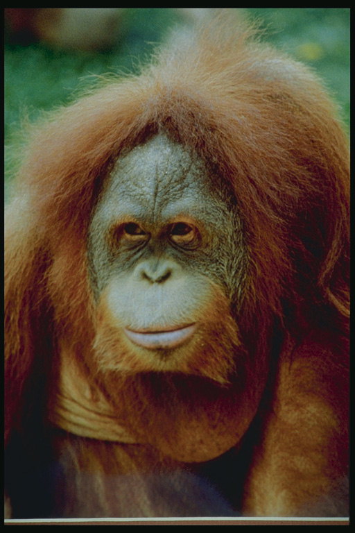 Шимпанзе с длинной пушистой шерстью рыжего оттенка