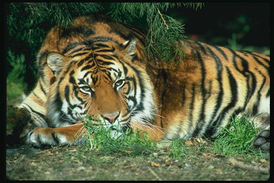 Тигр в тени под ветками