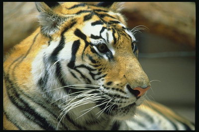 Тигр светло-рыжего цвета в черно-белую полоску