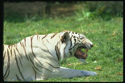 Белый тигр в темно-коричневую и черную полоску