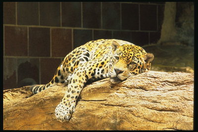 Леопард отдыхает на бревне