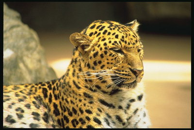 Пятнистая окраска леопарда