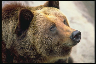 Голова медведя. Черный нос, маленькие коричневые глаза, торчащие уши