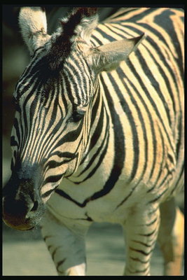 Черно-белая полоска тела зебры