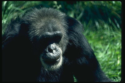 Шимпанзе с черного цвета шерстью