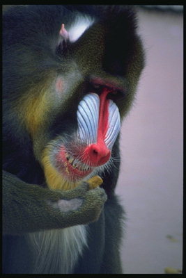 Красная полоска на лице орангутанга
