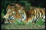 Тигр в тени под ветками