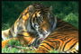 Прыхорашивание тигра в тени