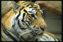 Тигр светло-рыжего цвета в черно-белую полоску