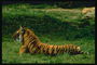 Полосатое тело тигра 
