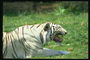 Белый тигр в темно-коричневую и черную полоску