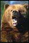 Острые зубы медведя