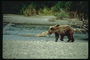 Медведь с рыбой на берегу горной реки