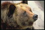 Голова медведя. Черный нос, маленькие коричневые глаза, торчащие уши