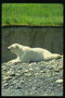 Медведь с шерстью белого цвета на берегу горной реки