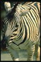 Черно-белая полоска тела зебры