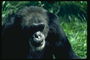 Шимпанзе с черного цвета шерстью