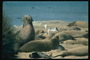 Морские львы на берегу среди песка