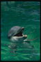 Дельфин среди прозрачной бирюзовой воды