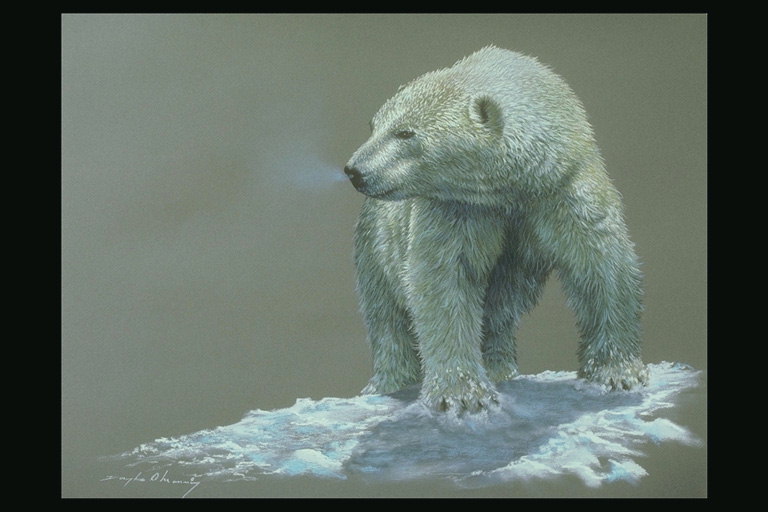 Картина. Белый медведь на снегу
