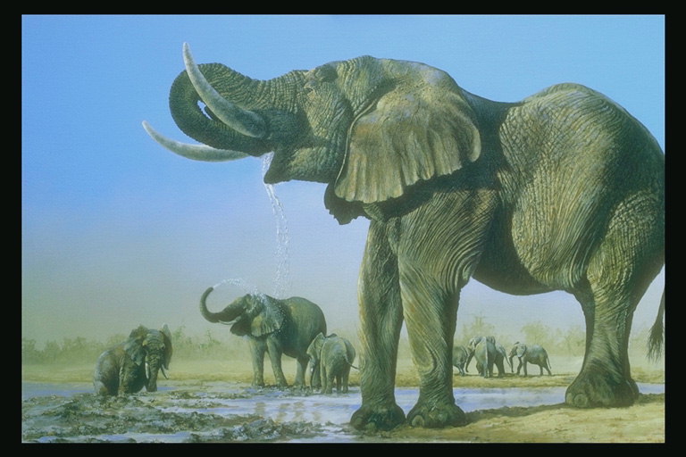 Стадо слонов у водопоя