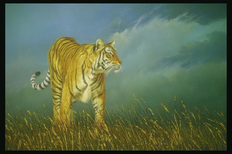 Ярко-рыжий тигр на фоне серого неба и среди золотистой травы