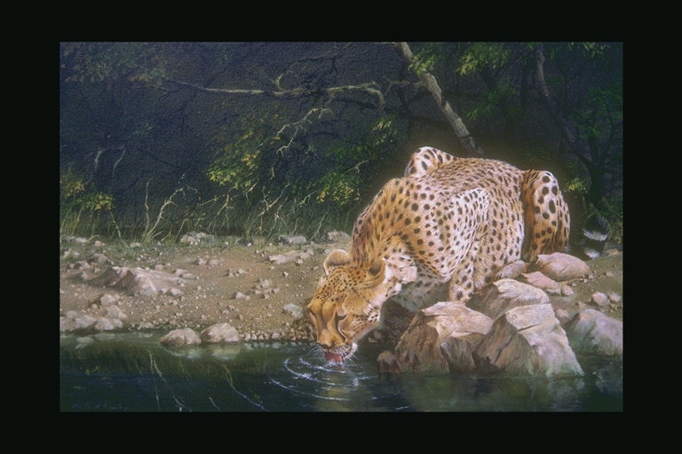 Леопард пьет воду с озера