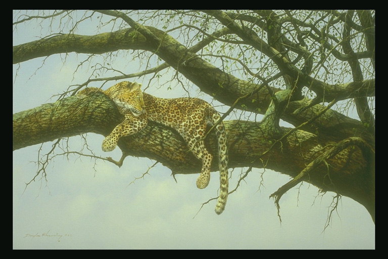 Пятнистый леопард на ветке дерева